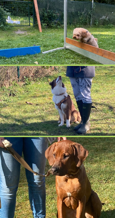 Junghunde Agility